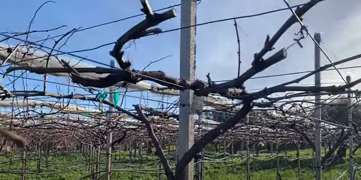 Potatura invernale dell’uva da tavola: come varia in base al tipo di allevamento